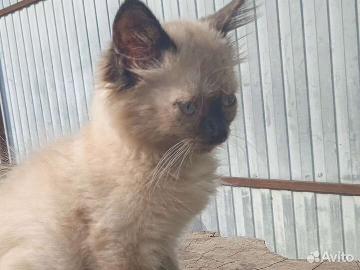 Сиамская кошка