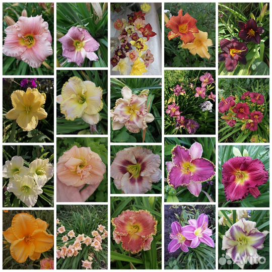 Лилейник Дестин Ту Си