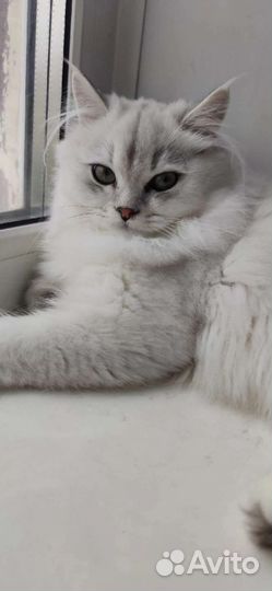 Шотландский прямоухий кот