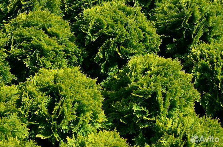 Туя западная Марьям шаровидная