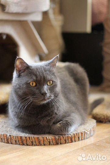Британский кот