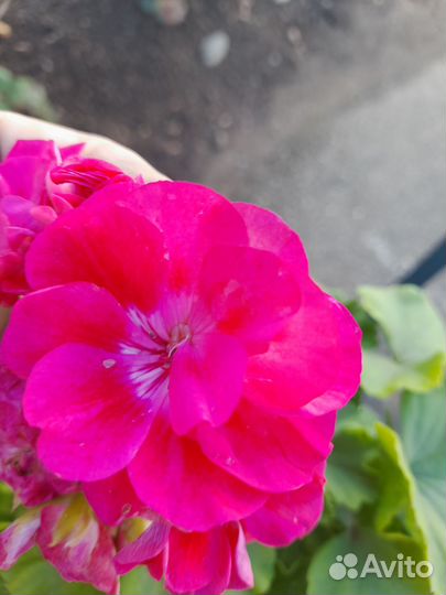 Герань пеларгония