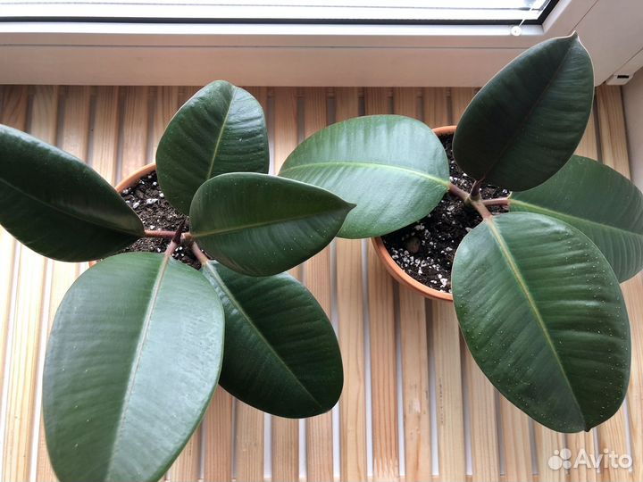 Фикус каучуконосный эластика