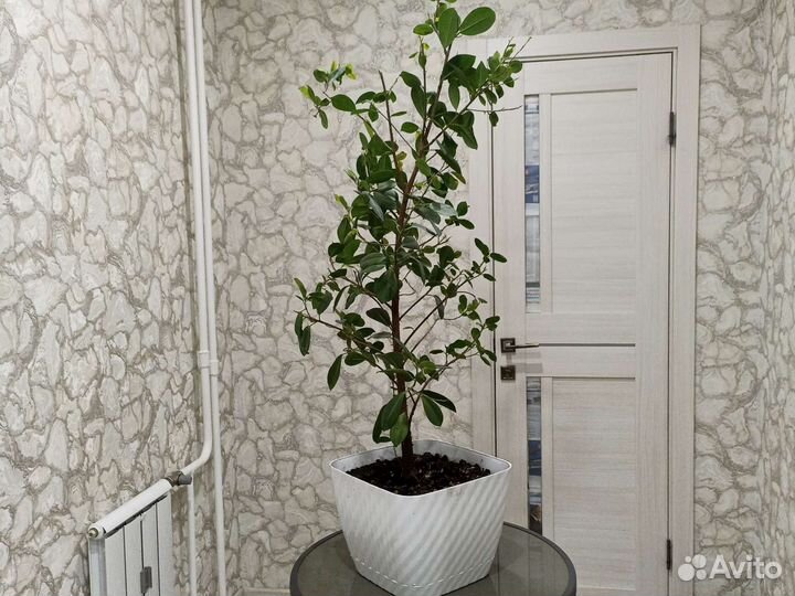 Фикус мокламе