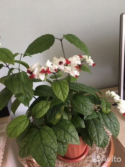 Клеродендрум