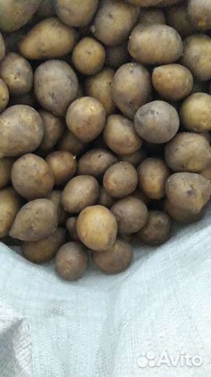 Семенной картофель гала