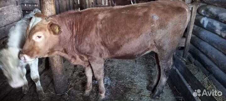 Телята бычки