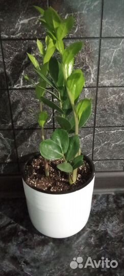 Замиокулькас