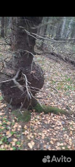 Кап,сувель берёзовый,еловый