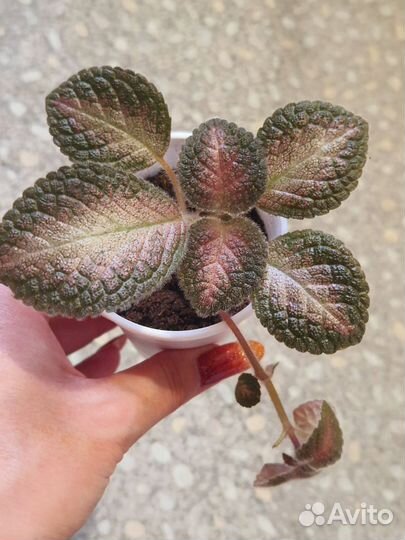 Драцена. Фил. Эписция