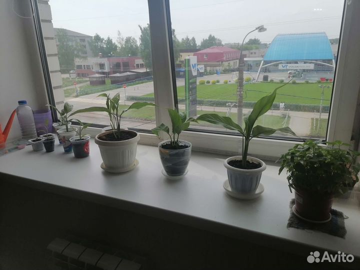Спатифиллум