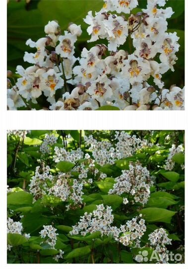 Саженцы катальпы