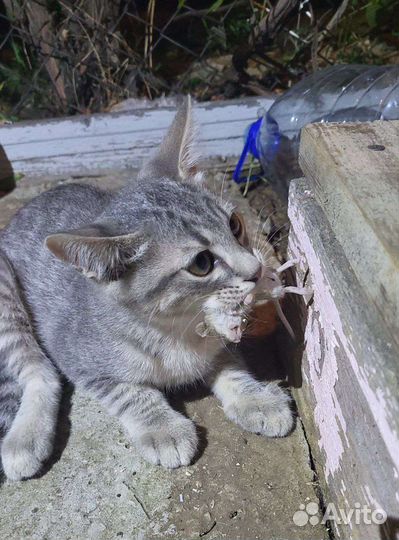Котята-мышеловы