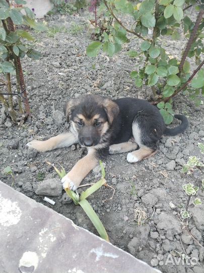 Щенок в добрые руки