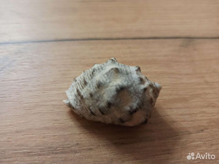 Морская раковина