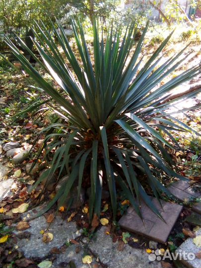 Пальма юкка