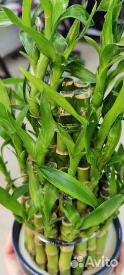 Бамбук Счастья или Драцена Лаки, комнатные цветы