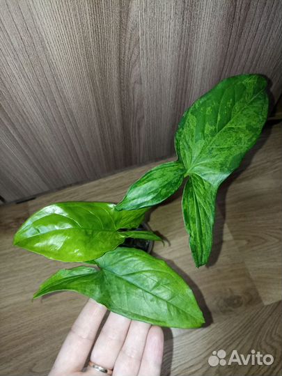 Сингониум моттлед