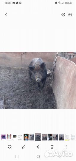 Дикий кабан