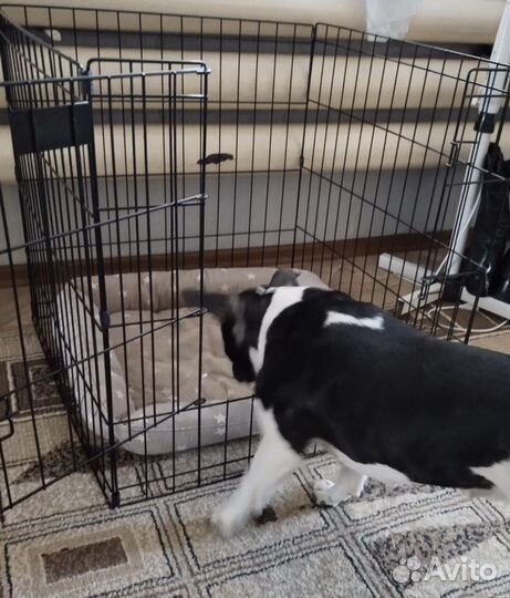 Клетка вольер для щенков и кошек