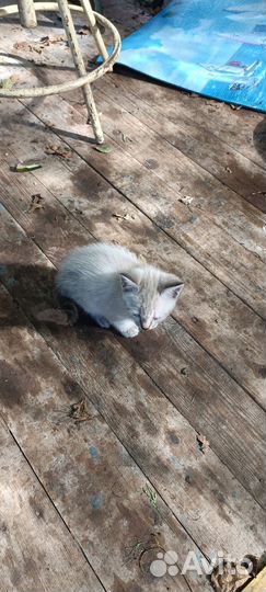 Котики бесплатно в добрые руки