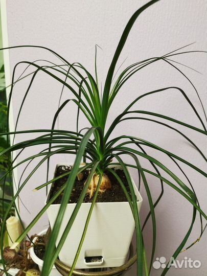 Взрослые:Нолина, хамедорея