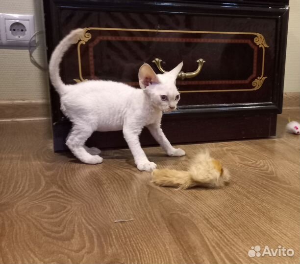 Девон-рекс котик