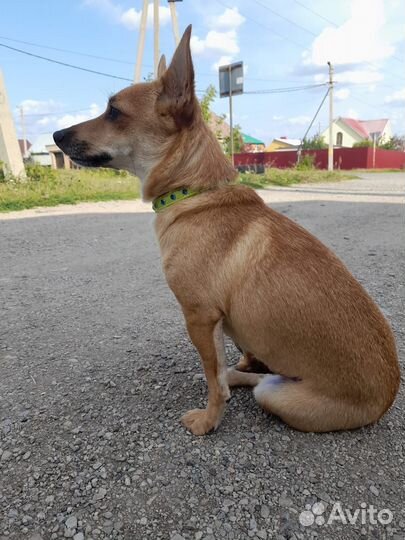 Собака маленькой породы