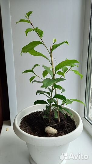 Лимонное дерево