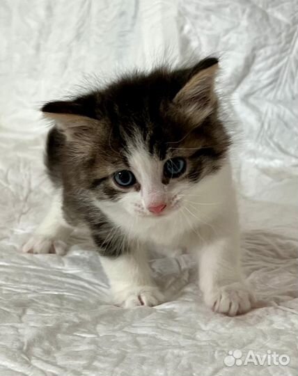 Котята