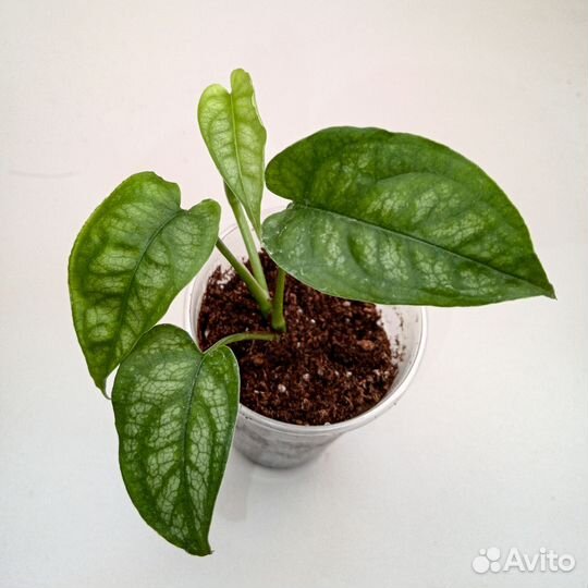 Комнатные растения монстера Силтепекана