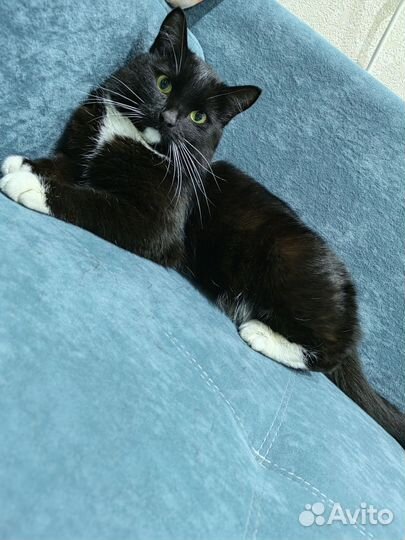 Кот в дар бесплатно