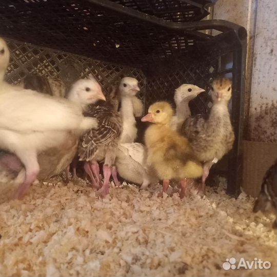 Гуси индюки индюшата цесарята