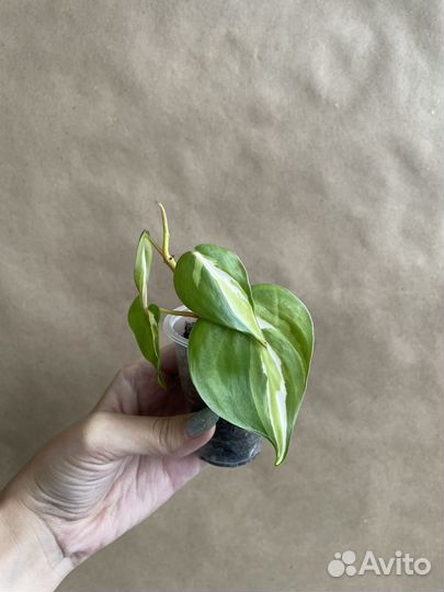 Филодендрон Медиапикта триколор