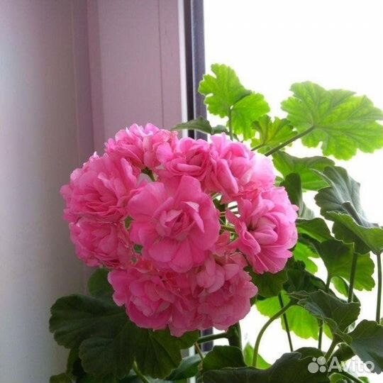 Пеларгонии набором