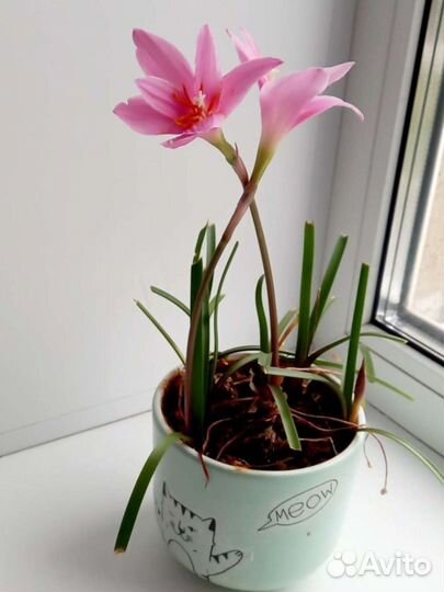 Зефирантес розовый, белый (выскочка)