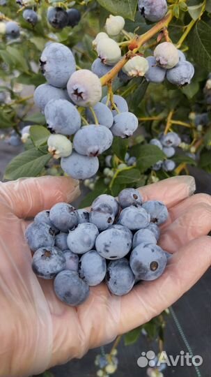 Саженцы голубики зкс