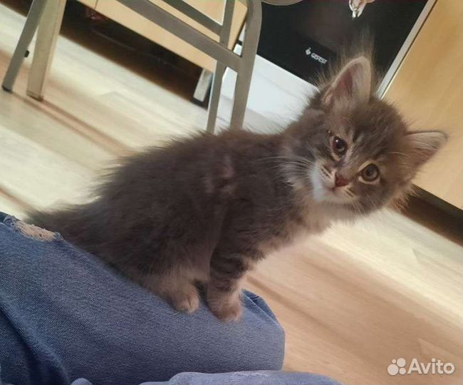 Котенок, 2,5 мес