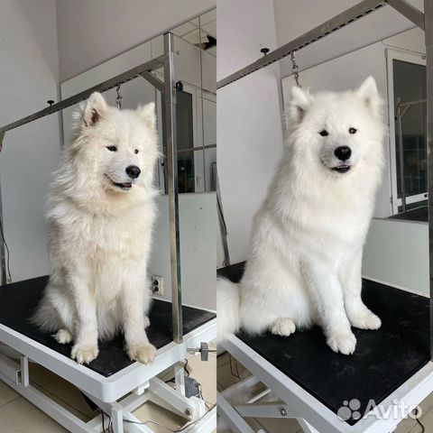 Груминг собак