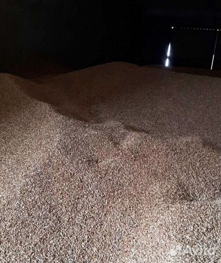 Просо, Ячмень яровой корма