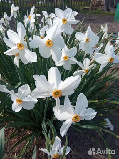 Нарцисс с запахом