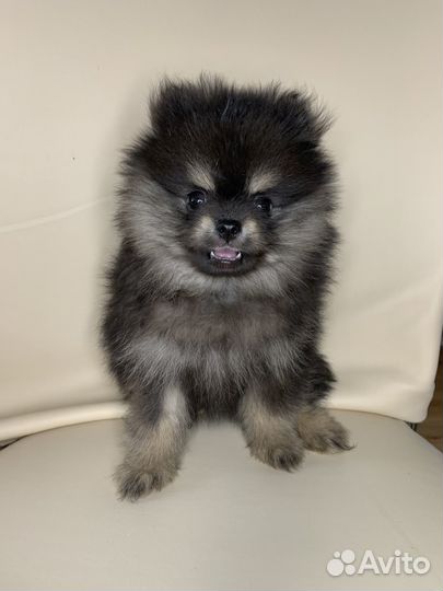 Померанский мини шпиц