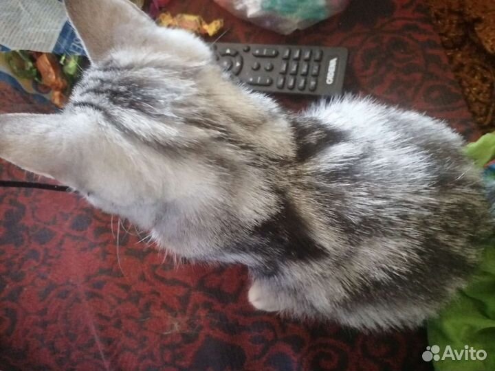 Шотландские мраморные котята