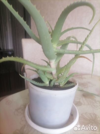 Алоэ лечебный