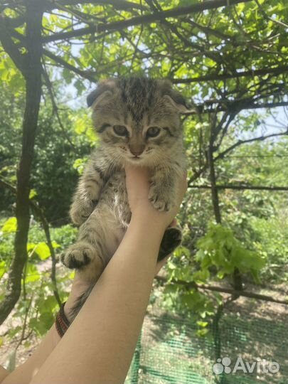 Кошка британка