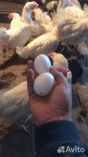 Куры несушки