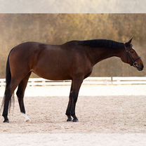 Лошадь выездка