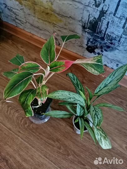 Цветы комнатные:пеперомия, фикусы, аглаонемы