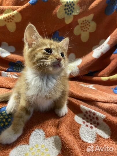 Котята сладкие булочки ищут дом