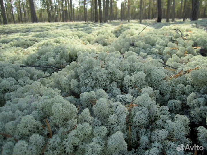 Мох лесной/боровой/боротный